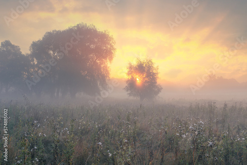 Gorgeous surreal dreamy morning scenery with trees on a high grass foggy meadow under a beautiful sky with clouds with rays of the rising sun.