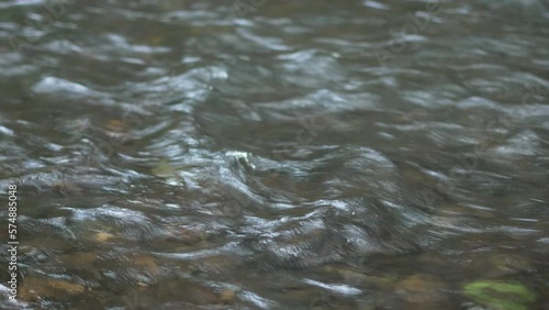 Flowing freshwater creek in tropical rainforest