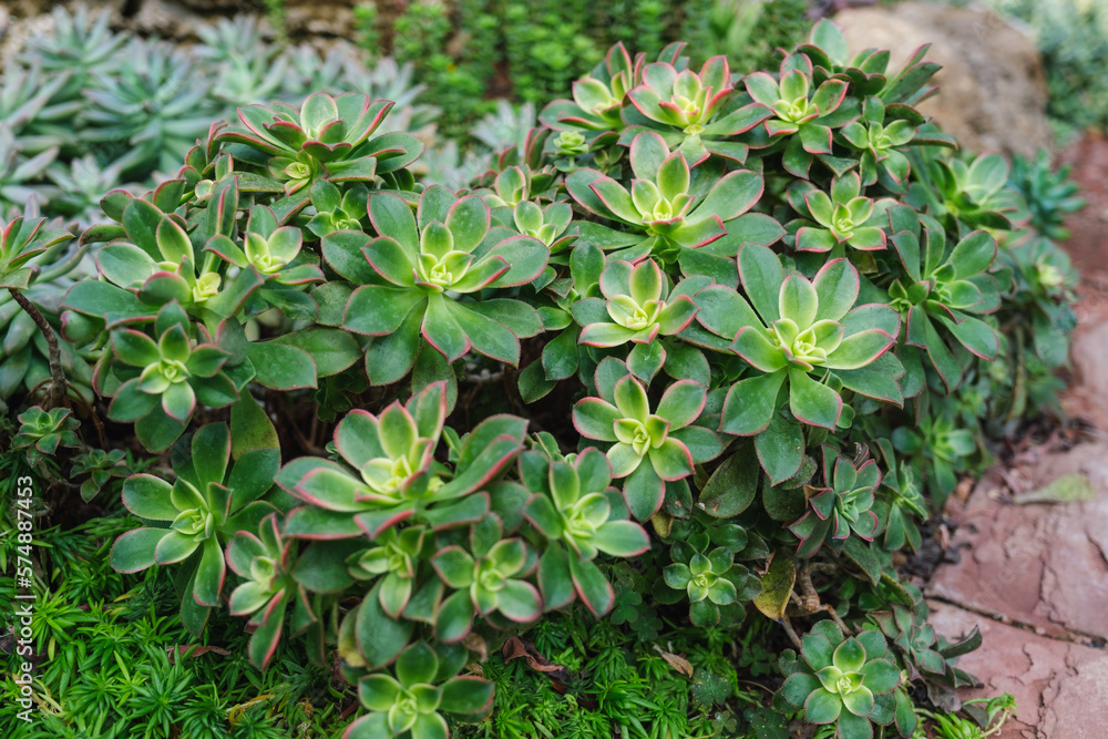 Echeveria, Succulents plants in botanic garden Echeveria, Succulents plants in botanic garden