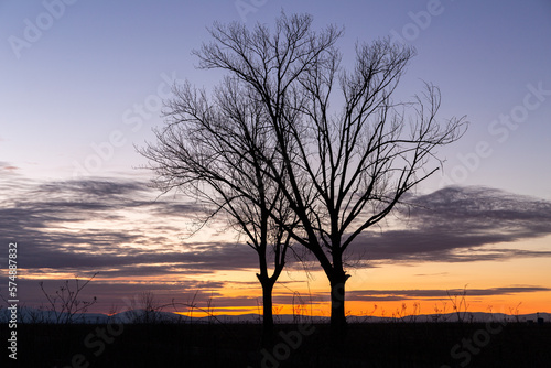 Landscape with two old poplar trees without leaves in winter, sky with clouds and mountains at sunset. Region of El Páramo, León, Spain.