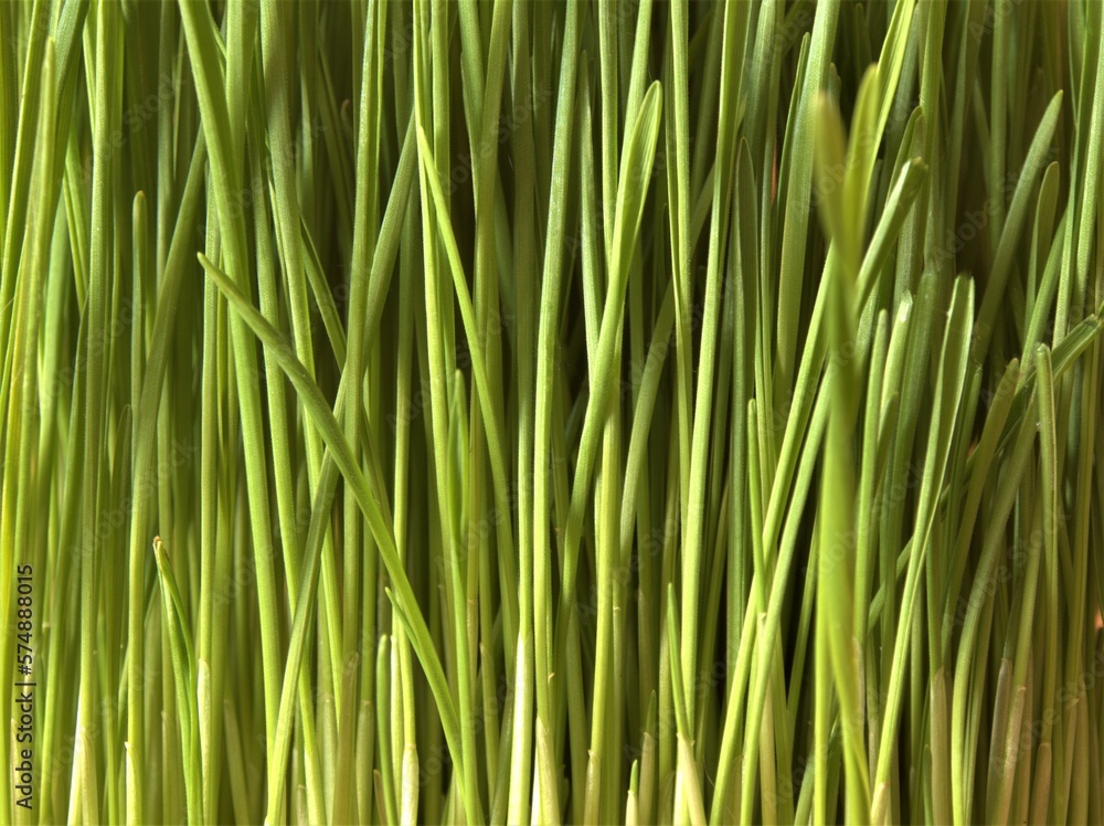 Fototapeta premium Green grass texture background. Environment and ecology. Creating the perfect lawn