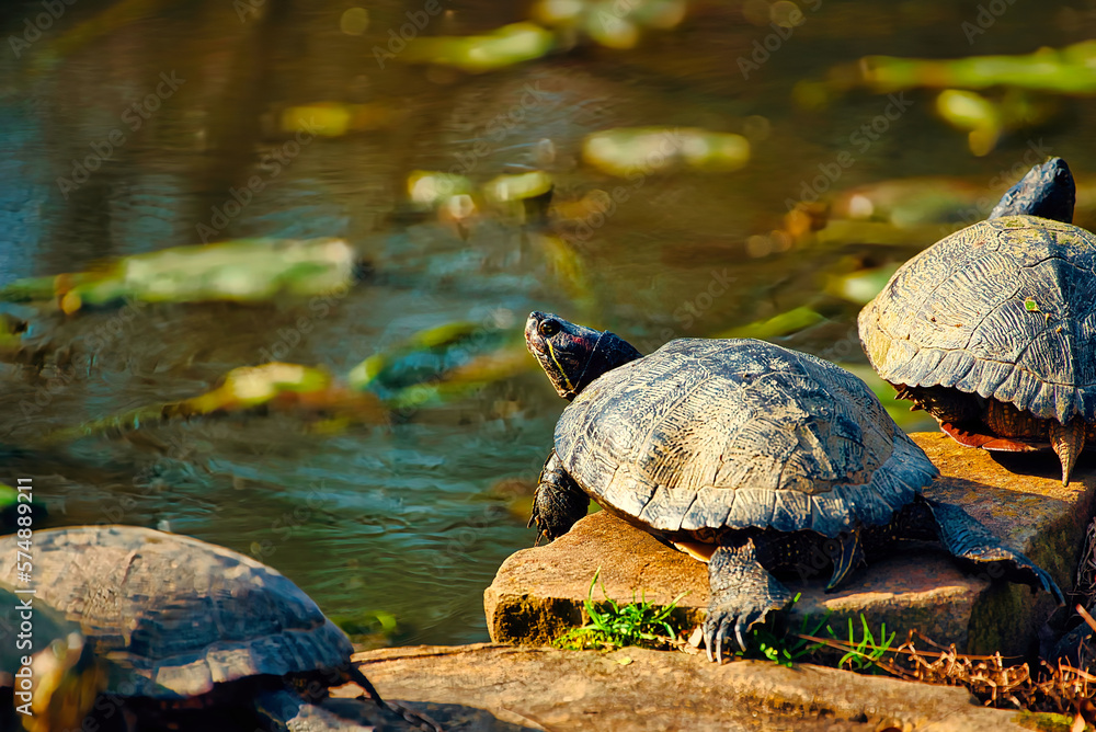 Obraz premium A close up of a turtle on a pond.