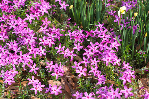 A colorful shot of moss phlox in bloom.