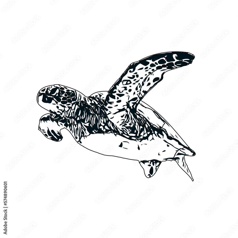 Fototapeta premium Black and white sketch of a turtle with transparent background