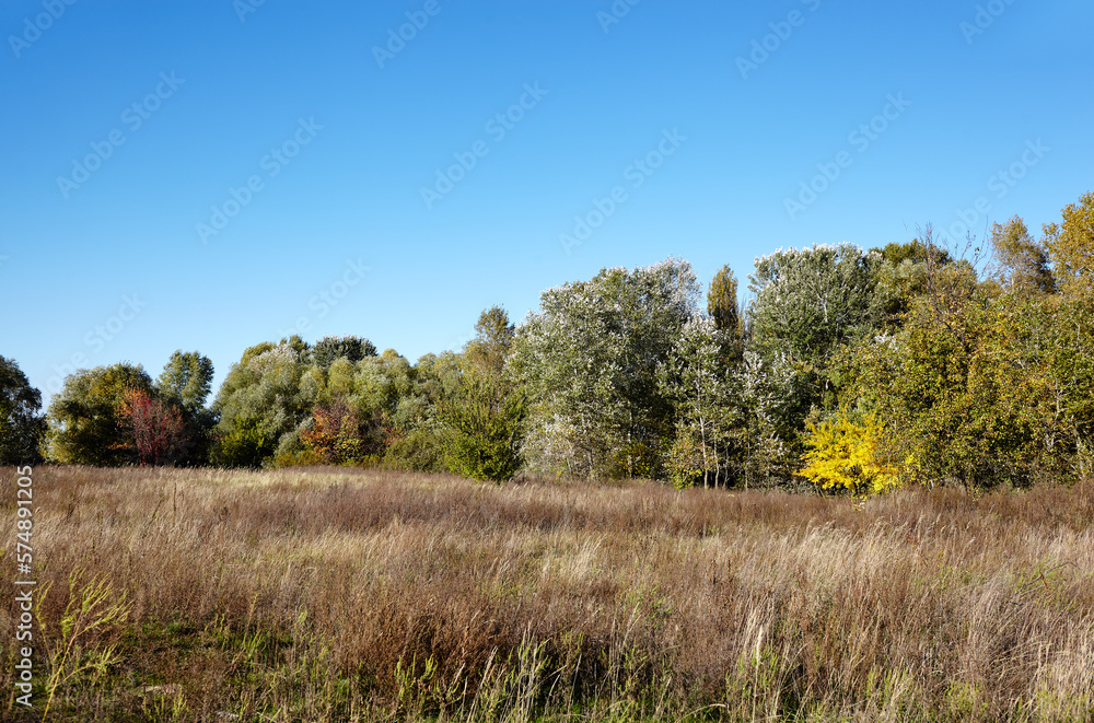 Forest against the sky and meadows. Beautiful landscape of a row of trees and blue sky background Forest against the sky and meadows. Beautiful landscape of a row of trees and blue sky background