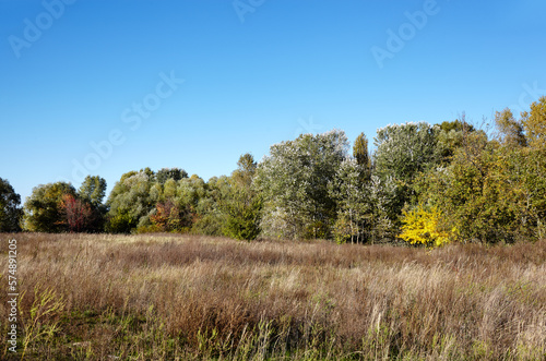 Forest against the sky and meadows. Beautiful landscape of a row of trees and blue sky background