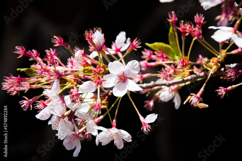 Pink flowers Cherry blossoms in Sakura spring season