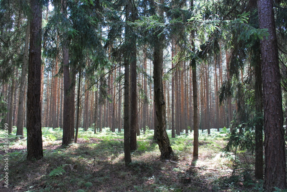 Obraz premium The interior of a spruce and pine forest.