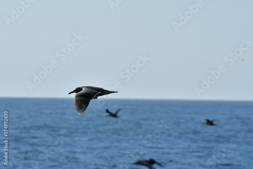 Sea Gull flying over Ocean chile south America
