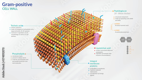 3D illustration of bacterial cell wall of gram positive bacteria. It is a labelled diagram of gram positive bacteria with peptidoglycan and teichoic acids. photo