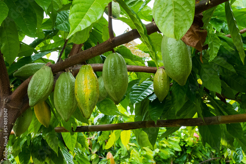 Canvas Print Green Cacao pods hang on Cacao tree at farm,Theobroma cacao.