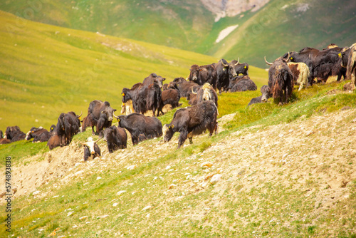 A herd of yaks graze in the mountains. Himalayan big yak in a beautiful landscape. Hairy cow cattle wild animal in nature in Tibet. Sunny summer day in the wild. Farm animal in Nepal and Tibet. photo
