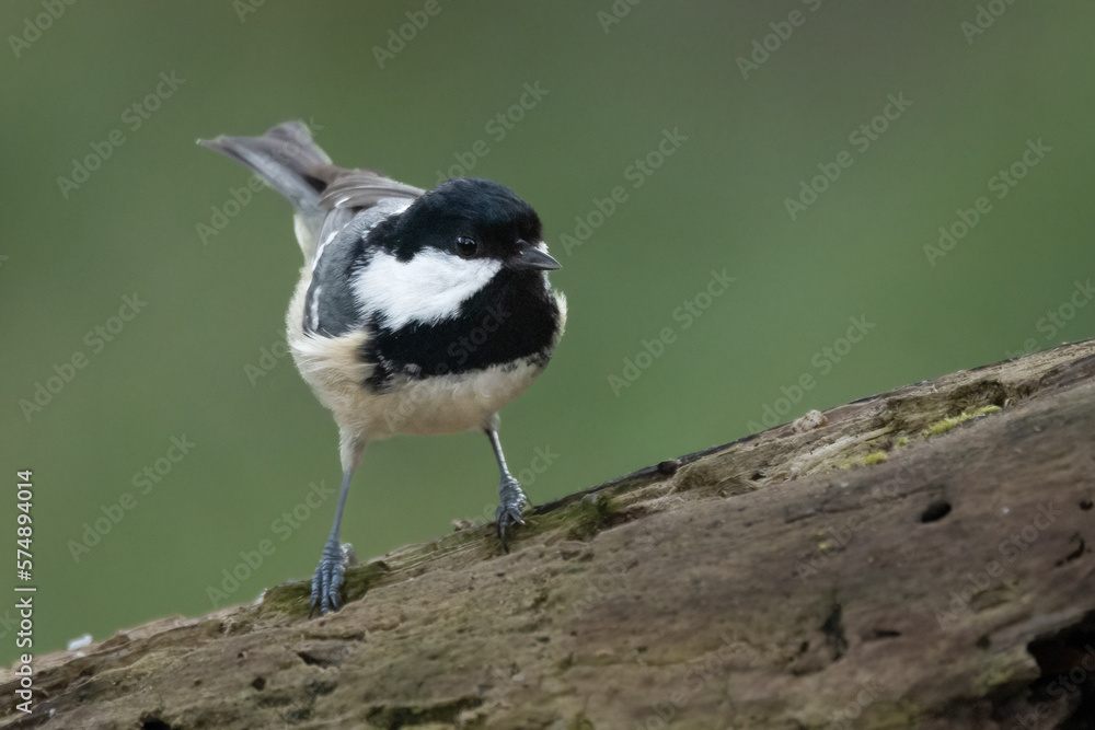 Tannenmeise (Periparus ater) Tannenmeise (Periparus ater)