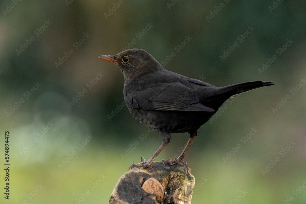 Amsel (Turdus merula) Amsel (Turdus merula)