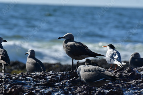 Sea Gulls sitting on rock by the sea antefagasta Chile