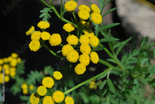 yellow Tansy flowers (Tanacetum vulgare) in summer