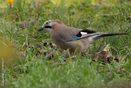 Eichelhäher (Garrulus glandarius)  © Lothar Lenz