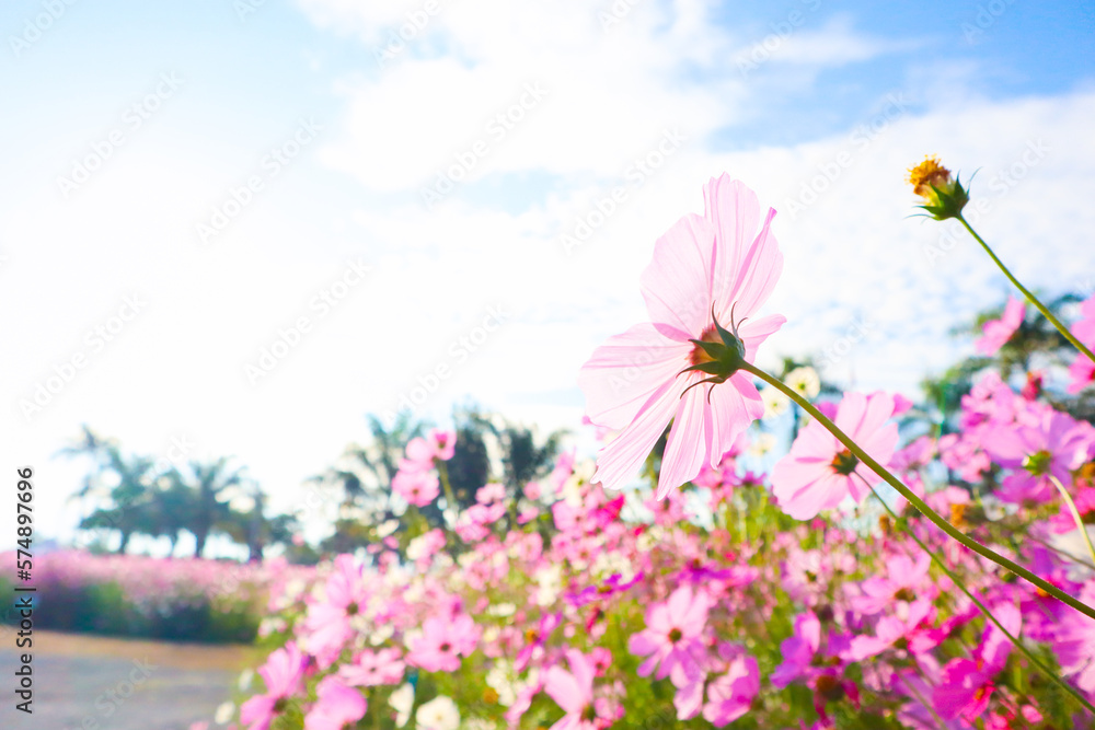 Beautiful cosmos flowers in garden. Beautiful cosmos flowers in garden.