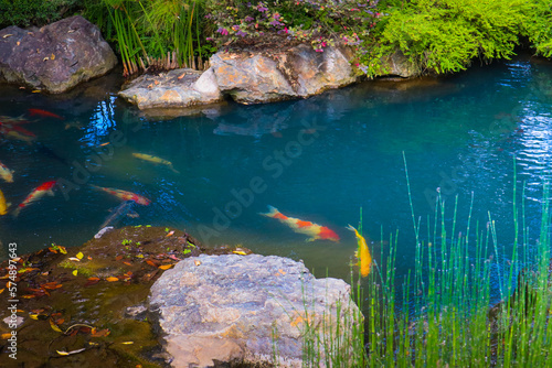 Fototapeta Naklejka Na Ścianę i Meble -  Koi fish in the pond.