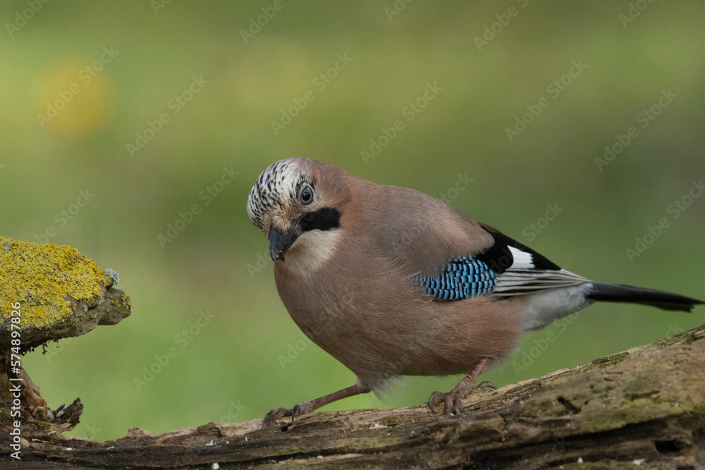 Eichelhäher (Garrulus glandarius) Eichelhäher (Garrulus glandarius)