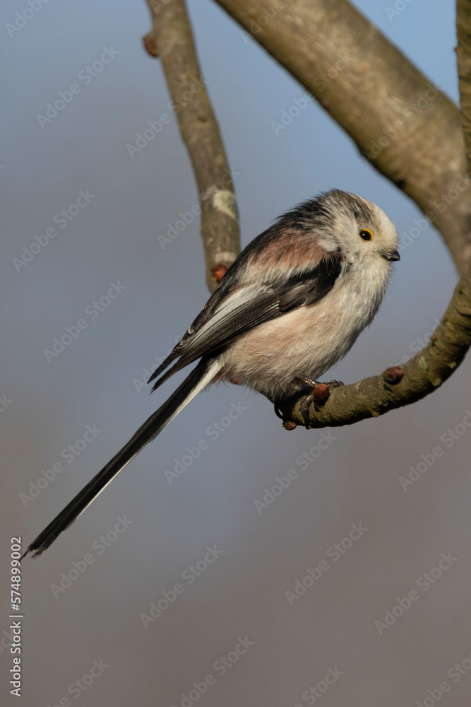 Fototapeta premium Schwanzmeise (Aegithalos caudatus) 