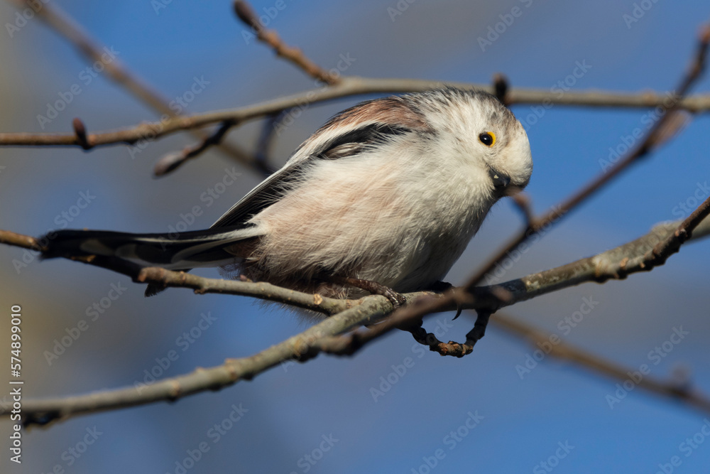 Fototapeta premium Schwanzmeise (Aegithalos caudatus) 