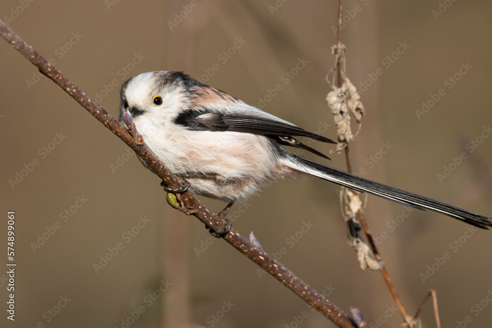 Obraz premium Schwanzmeise (Aegithalos caudatus)