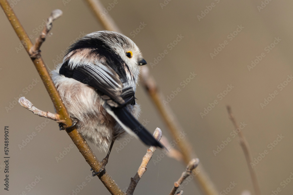 Obraz premium Schwanzmeise (Aegithalos caudatus)