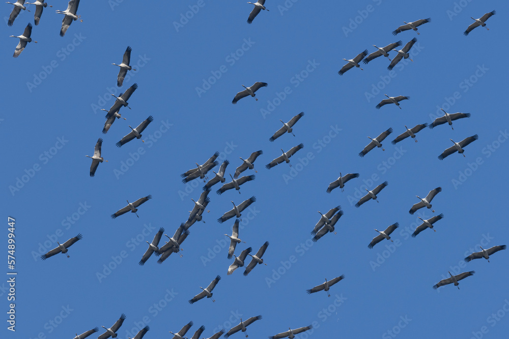 Fototapeta premium Kranich&nbsp;(Grus grus)