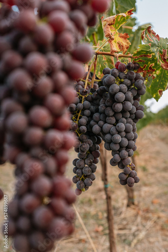grappolo d'uva rossa. raccolta dell'uva, vendemmia, per la produzione di vino. azienda vinicola in campagna toscana, Italia.