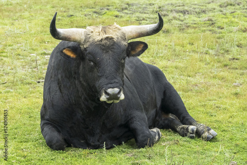 Thanks to the reverse crossing, the aurochs (Bos primigenius) returns to European nature.