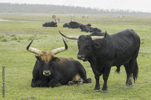 Fotótapéta Thanks to the reverse crossing, the aurochs (Bos primigenius) returns to European nature