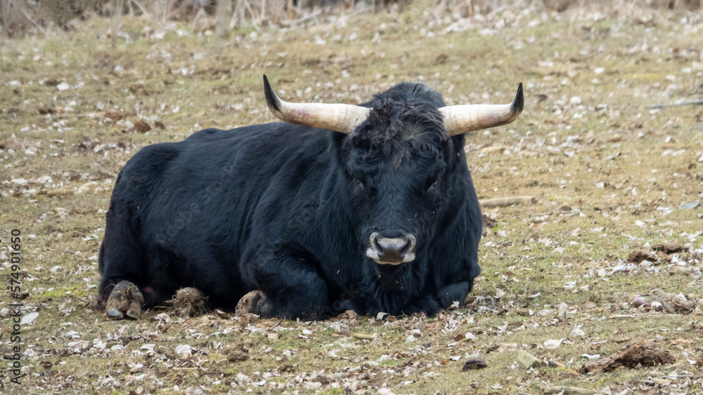 Thanks to the reverse crossing, the aurochs (Bos primigenius) returns to European nature. Thanks to the reverse crossing, the aurochs (Bos primigenius) returns to European nature.