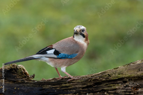 Eichelhäher (Garrulus glandarius)