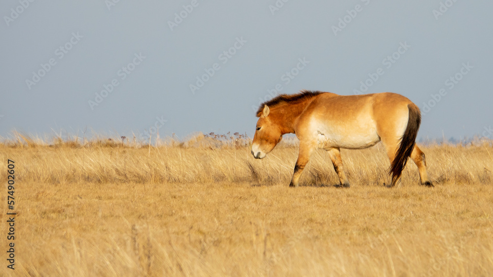 Przewalski's horse ( Equus przewalski ) also called the takhi, lives in Dívčí Castley in Prague. Przewalski's horse ( Equus przewalski ) also called the takhi, lives in Dívčí Castley in Prague.