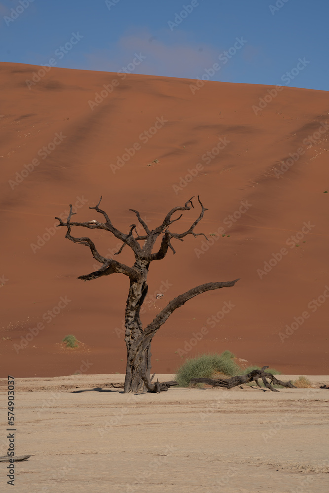 Dead Camelthorn Trees against red dunes and blue sky in Deadvlei, Sossusvlei. Namib-Naukluft National Park, Namibia, Africa