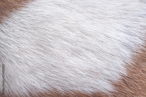 Fur dog white smooth texture ,animall hair with brown background photo