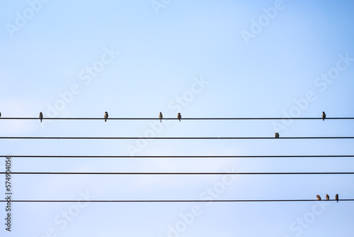 Birds sparrow flock on the electric wire with light blue sky background © Amphawan