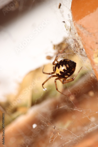 natural parasteatoda tepidariorum spider macro