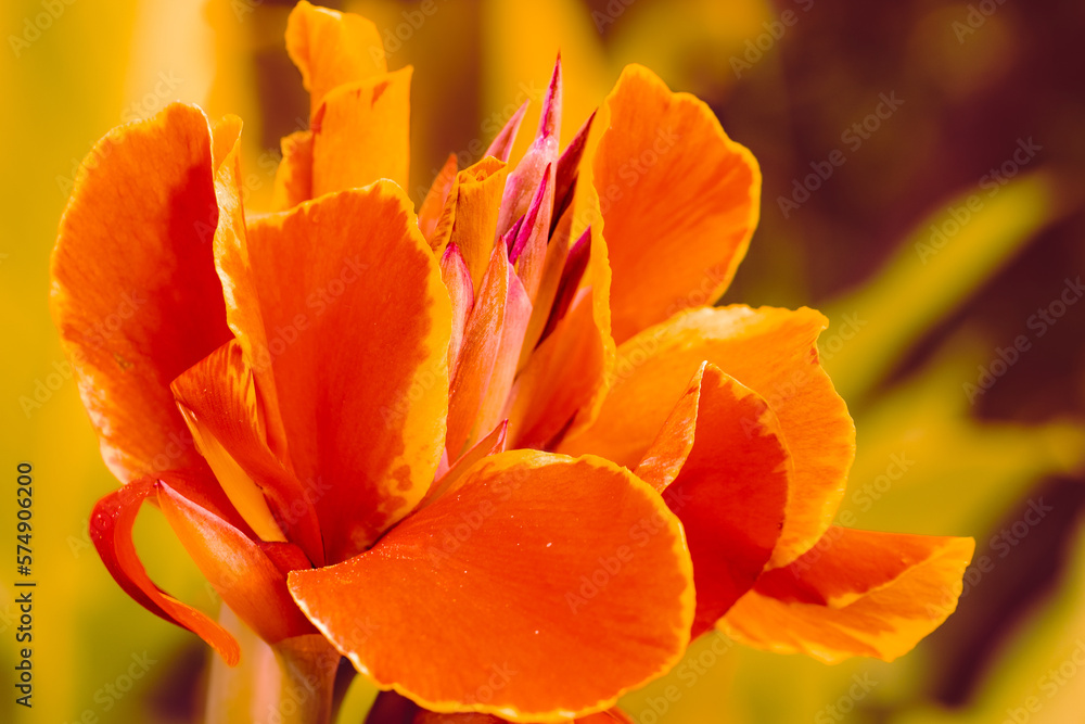 Obraz premium Orange Canna Blüte