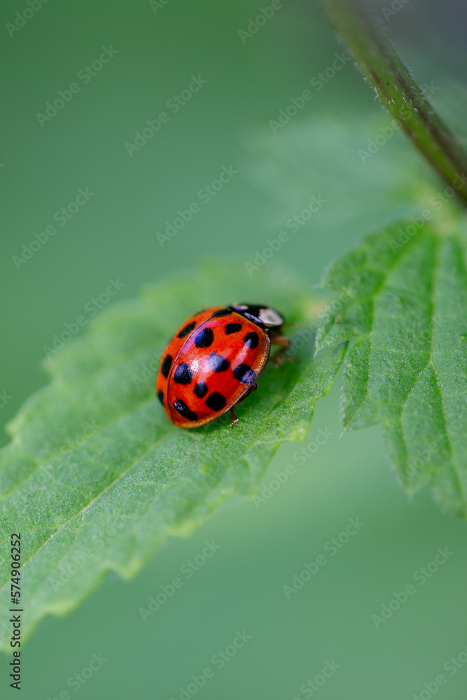 Marienkäfer auf einem grünen Blatt, Makro Marienkäfer auf einem grünen Blatt, Makro