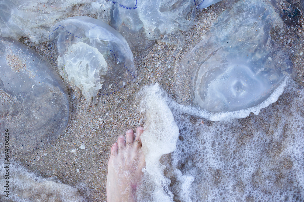 Fototapeta premium Huge jellyfish and a man's leg on a sandy beach. Invasion of jellyfish. Top view, flat lay