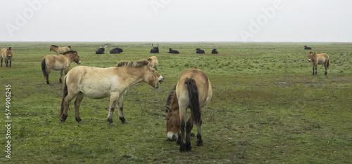 The Przewalski's horse ( Equus przewalskii ), also called the takhi and the aurochs (Bos primigenius) in Hortobágy national park in Hungary. photo