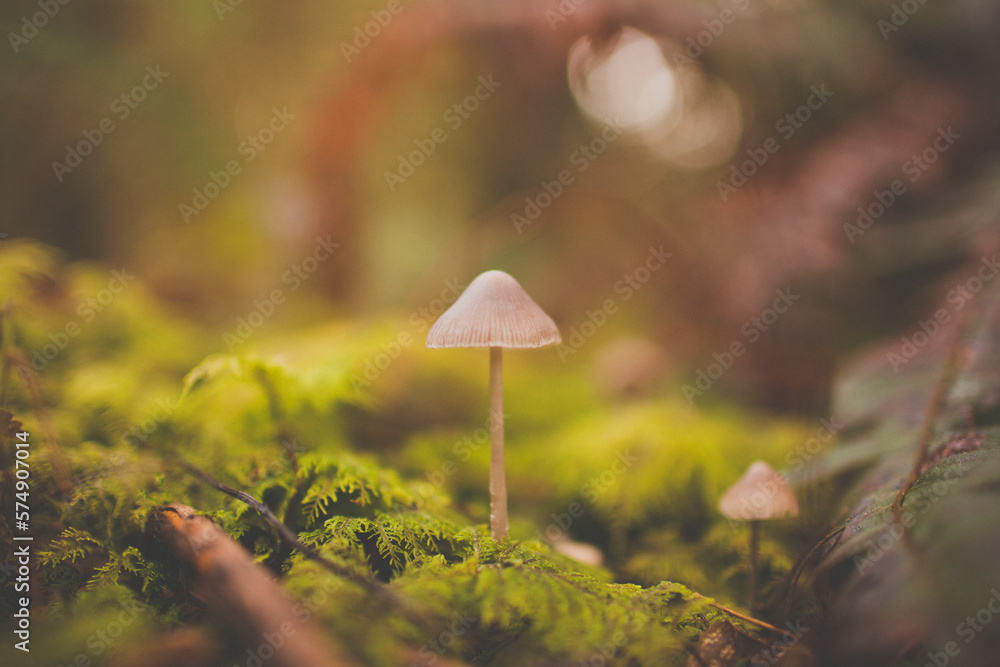 Mushroom Mushroom