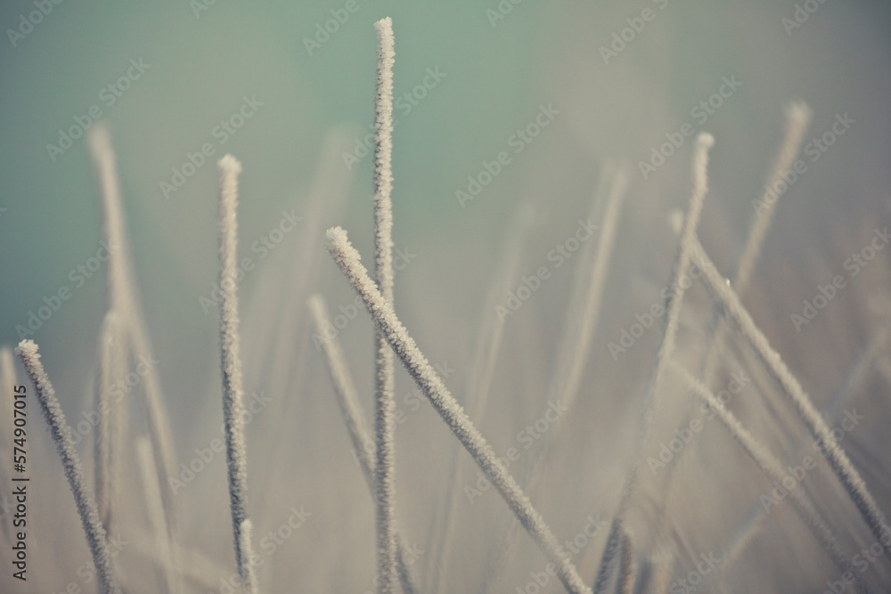 Frosted Grass Frosted Grass