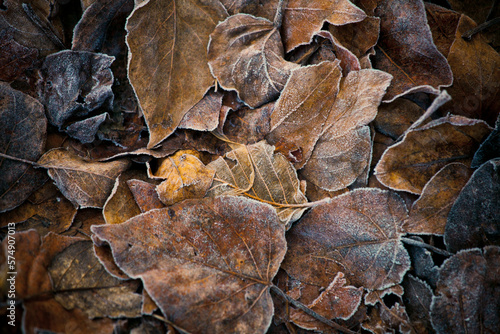 Leaf litter