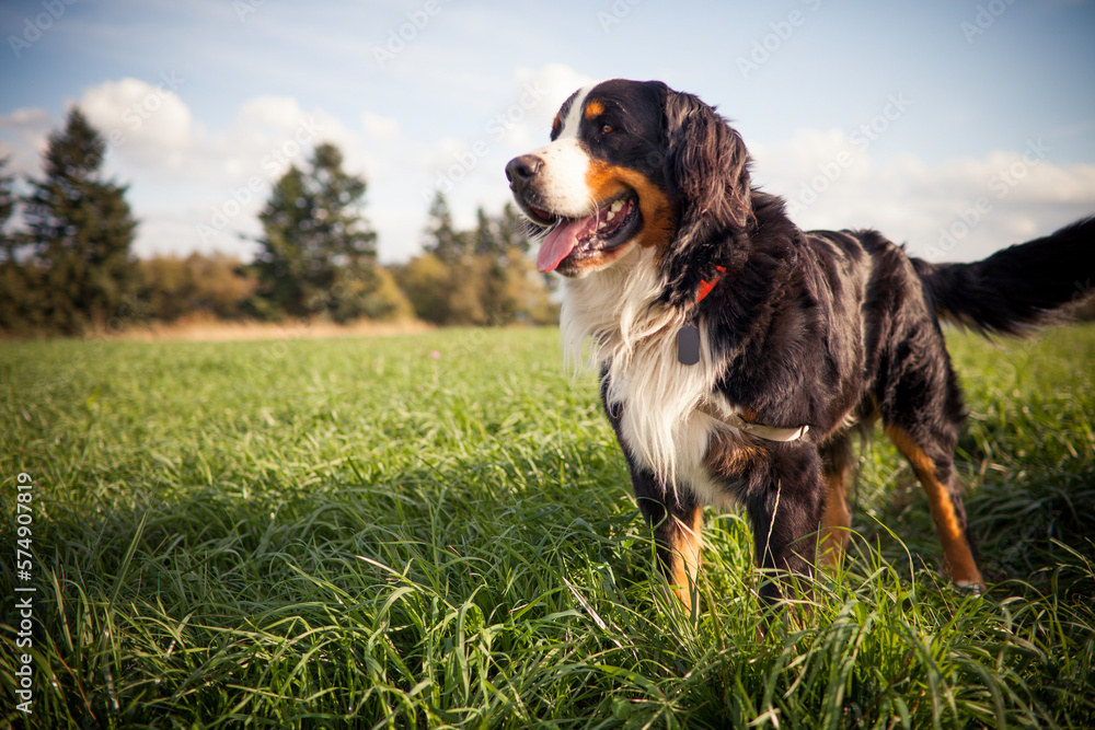 Outdoor portrait of a Bernese dog. Outdoor portrait of a Bernese dog.