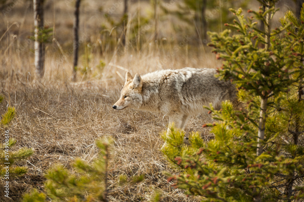A coyote in Jasper National Park. A coyote in Jasper National Park.