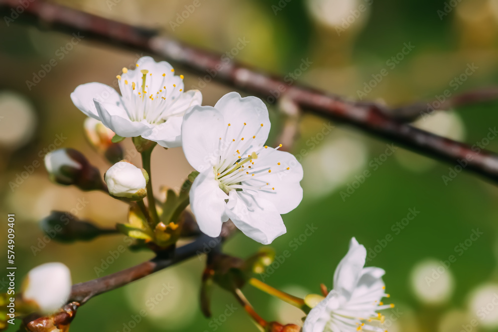 Branches of blooming cherry tree.