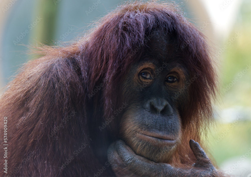 Orangutans are great apes native to the rainforests of Indonesia and Malaysia. Orangutans are great apes native to the rainforests of Indonesia and Malaysia.